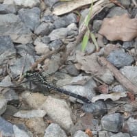 ヤマサナエ