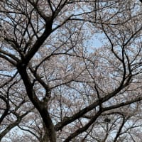 茶臼山の桜と古墳