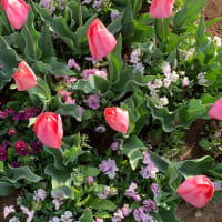 桜とチューリップ