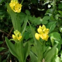 花とともに花立峠・長工新道・枡形山・萱峠①　2025/06/06