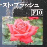 ファーストブラッシュ〈First Blush　バラ〉　