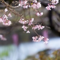 枝垂れ桜