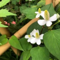 気温も体調も不安定な5月〜