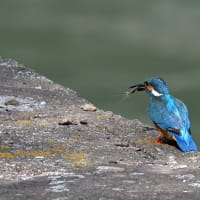 カワ君
