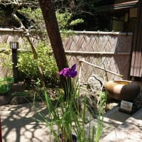 ＃162 -’25.　小石川後楽園で花菖蒲を楽しむ（小石川後楽園遍）