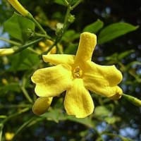 季節の花「黄素馨 （きそけい）」