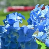 紫陽花と名鉄、其の五
