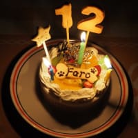 ファロ12歳の誕生日