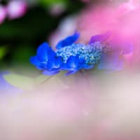 赤と青の紫陽花