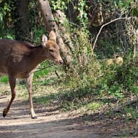 秋ヶ瀬公園　　アカゲラ　可愛いエナガ　それに鹿