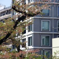 桜終了、新緑登場