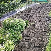 緑肥　ヘイオーツ　夏野菜後の土づくり　エンバク