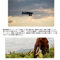 7月10日 Sheldrick Wildlife Trustからの現地報告