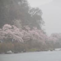 琵琶湖周遊　桜見物　雨で残念でした