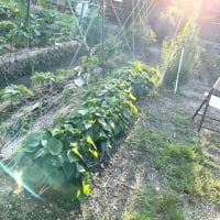 6月16日（月）②