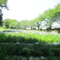 ～赤堀菖蒲園・菖蒲が咲きました～