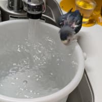 キューのお八つ