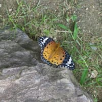 庭に来た、珍しい蝶ー今年は2羽で