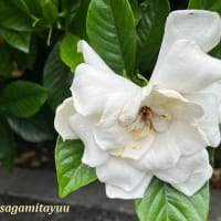 白色の「オオヤエクチナシ」と一会！！