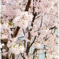 北彩都ガーデンの桜とスイセン