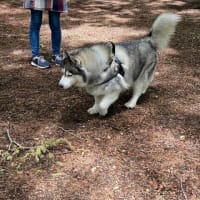 ドッグリゾートwoof