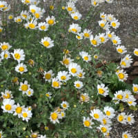 初夏の花を見つけるラン🏃‍♀️