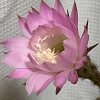 6月15日 花よりゴハン