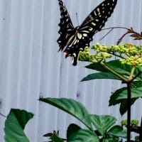 アゲハチョウ（ナミアゲハ）