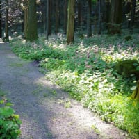  栃木県矢板市、長井「寺山観音寺とシユウカイドウ」です！！