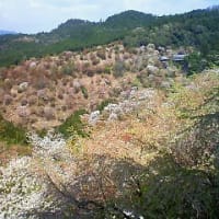 吉野の里の山桜