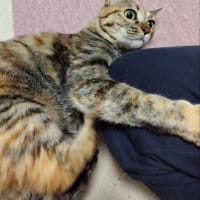 茶猫タイム　ガブガブとケリケリ