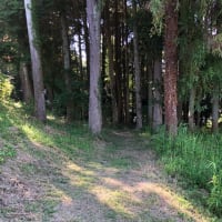 6月の日記26 ニイニイゼミ鳴く