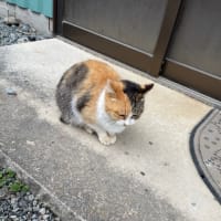 クラゲ🪼は動画が良い