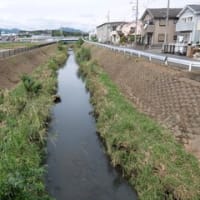 2024神奈川河川ﾎﾟﾀﾘﾝｸﾞ『恩曽川』①河口の玉川との合流点～北谷橋