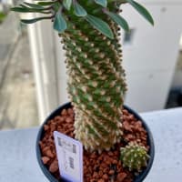 フラリエ♪ジャングルマルシェでお買い物*\(^o^)/*