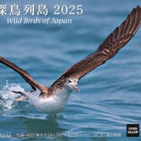 【写真展】小島征彦　「探鳥列島2025」