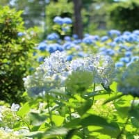 多摩川台公園のアジサイ園