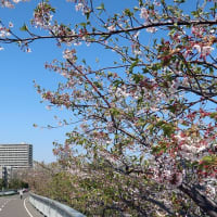 クロスバイクで「道道札幌恵庭自転車道線」に行ってみた