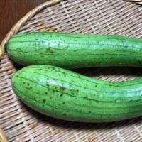 初めてのヘチマ