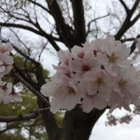 桜の中をお散歩🎵