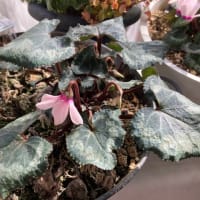 最近の花たち