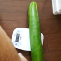 育ちすぎ