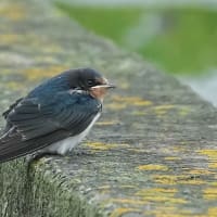ツバメ幼鳥