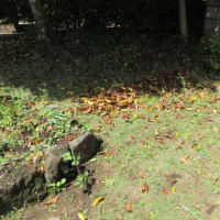 常緑樹の金木犀は今ごろ落葉します