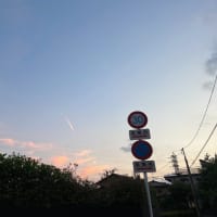 ゴーヤの実1号を見つけた