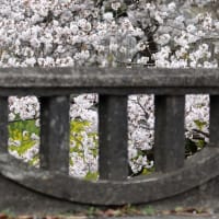 高台橋の桜、満開ですが・・・あいにくの天気・・・