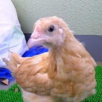 まきちゃん