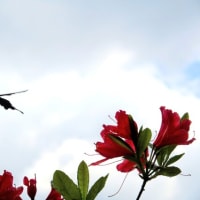 夏が来た！　ツツジに遊ぶ蝶