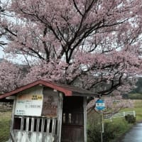 界隈の桜と面白看板⁉