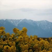 季節折々の花を訪ねて in 滋賀県守山市